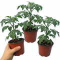 Tomato ‘Tomato’ — Tender Annual (fruit Vegetable), 1L Pot (Set of 3 or 6)