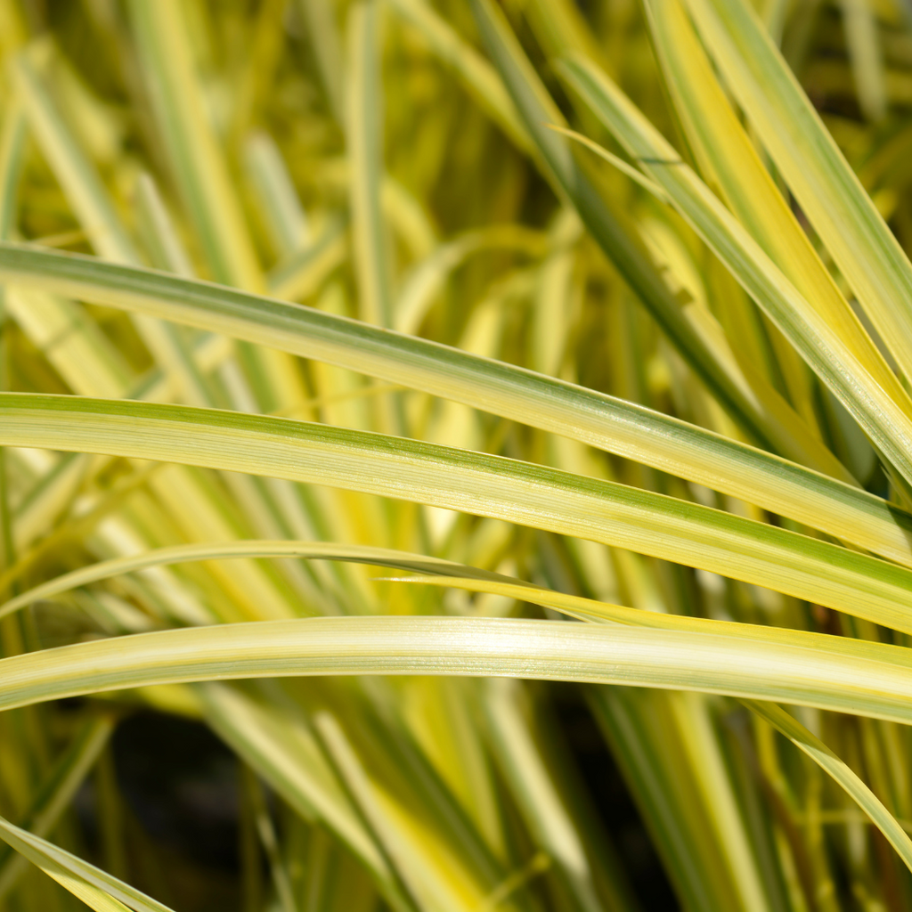 Acorus ‘Ogon’ — Hardy Perennial, 2L Pot