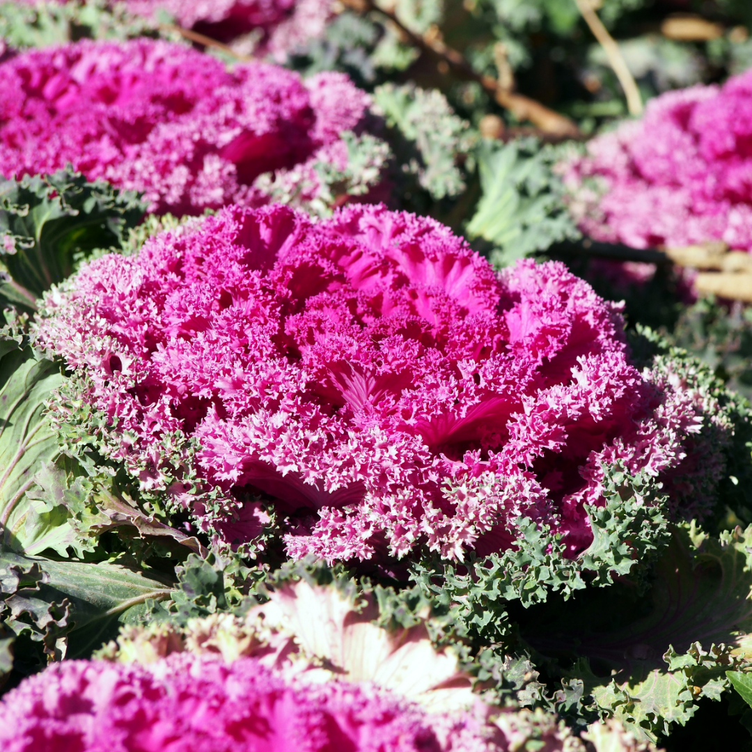 Ornamental ‘Cabbage Rose’ — Hardy Perennial, 1L Pot