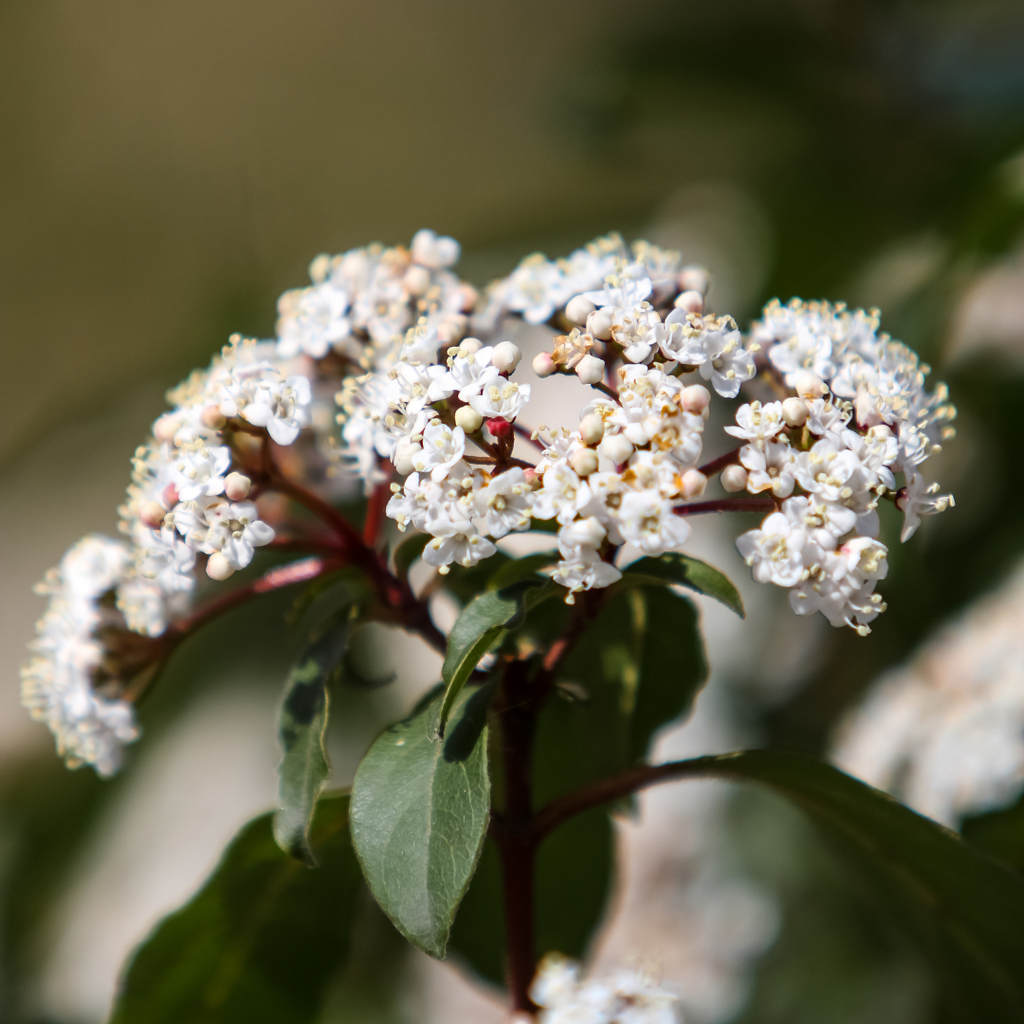 Viburnum ‘Tinus’ — Hardy Shrub, 19cm Pot