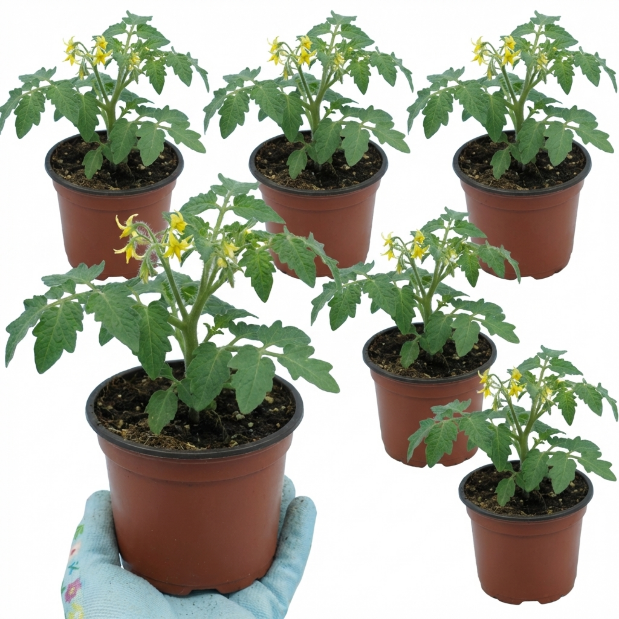 Tomato ‘Ricola Fire’ — Fruit Plant / Tender Annual, 10.5cm Pot (Set of 3 or 6)