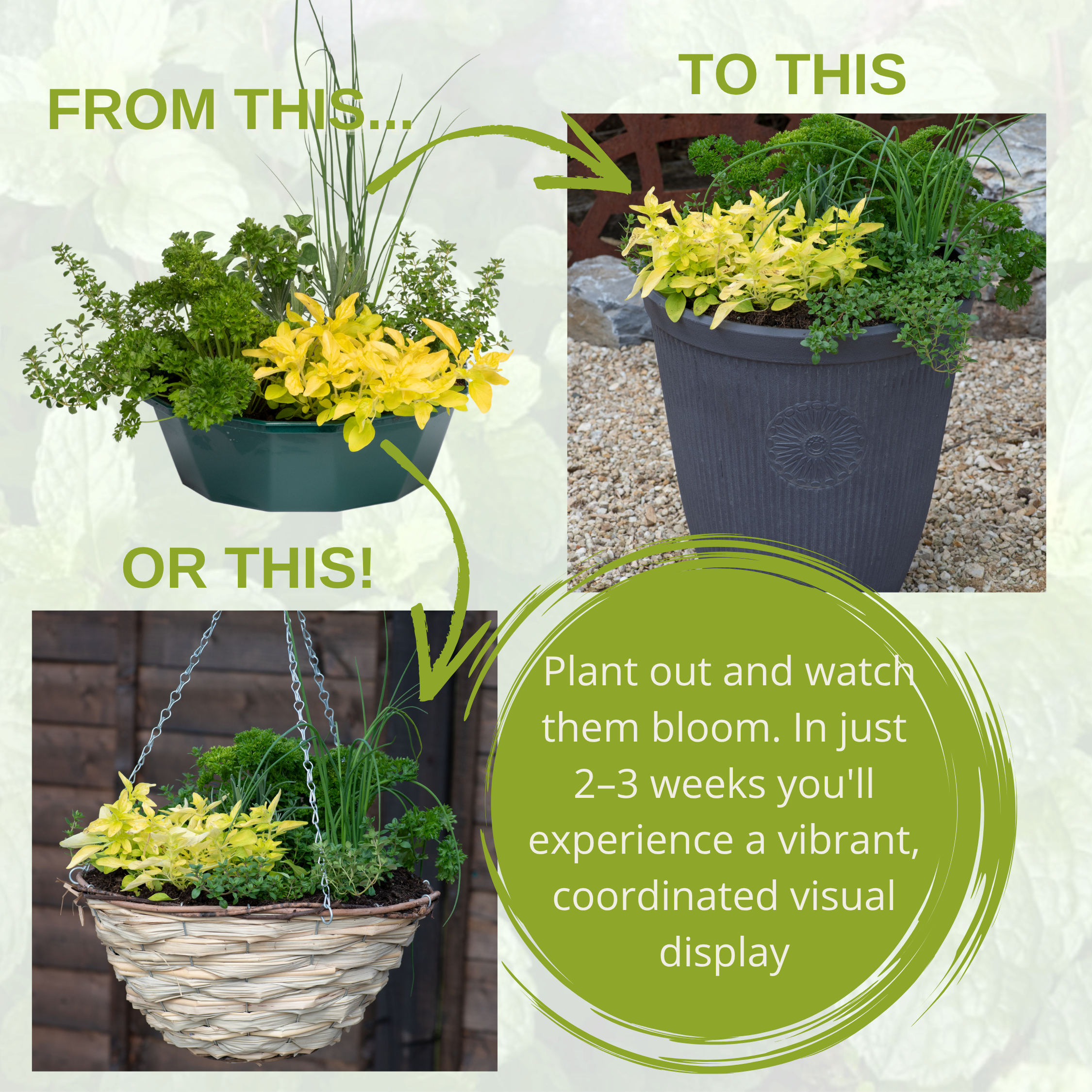 Herb Alfresco Mix Speedplanter — Pre-Planted Culinary Herb Set, 7 Plants