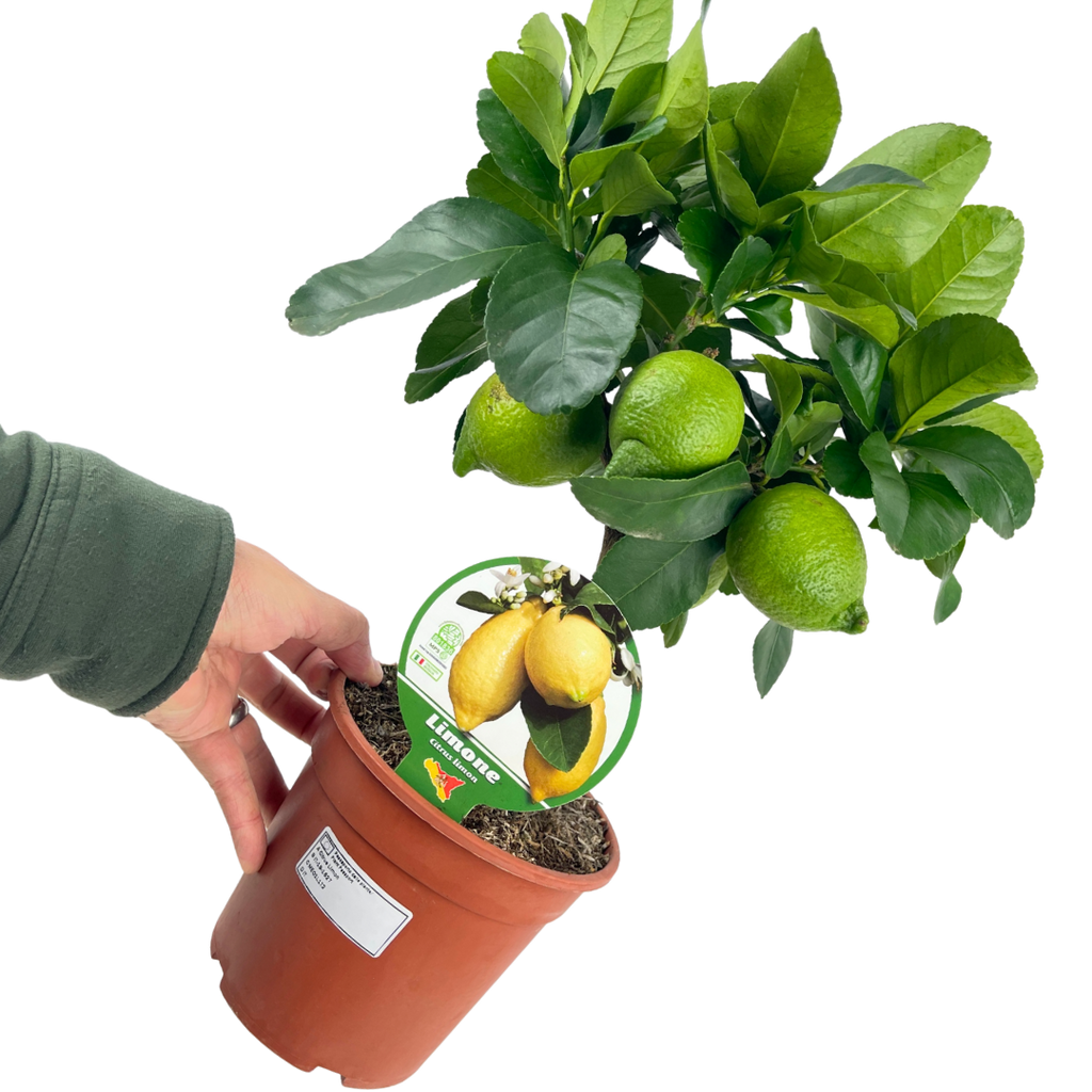 Mini Lemon Tree (Citrus × limon) — Tender Evergreen Fruit Tree, 15cm Pot