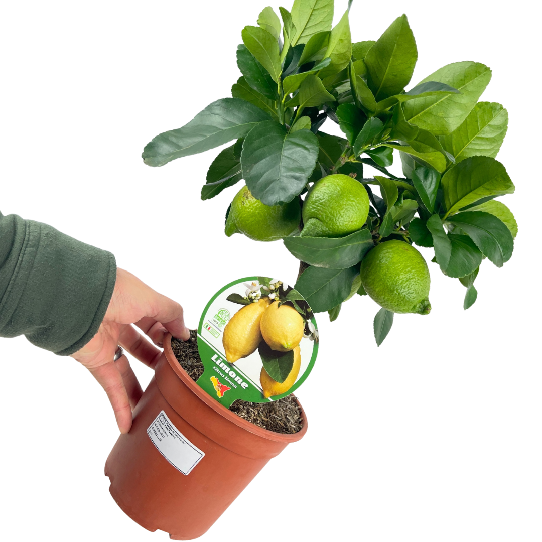 Mini Lemon Tree (Citrus × limon) — Tender Evergreen Fruit Tree, 15cm Pot