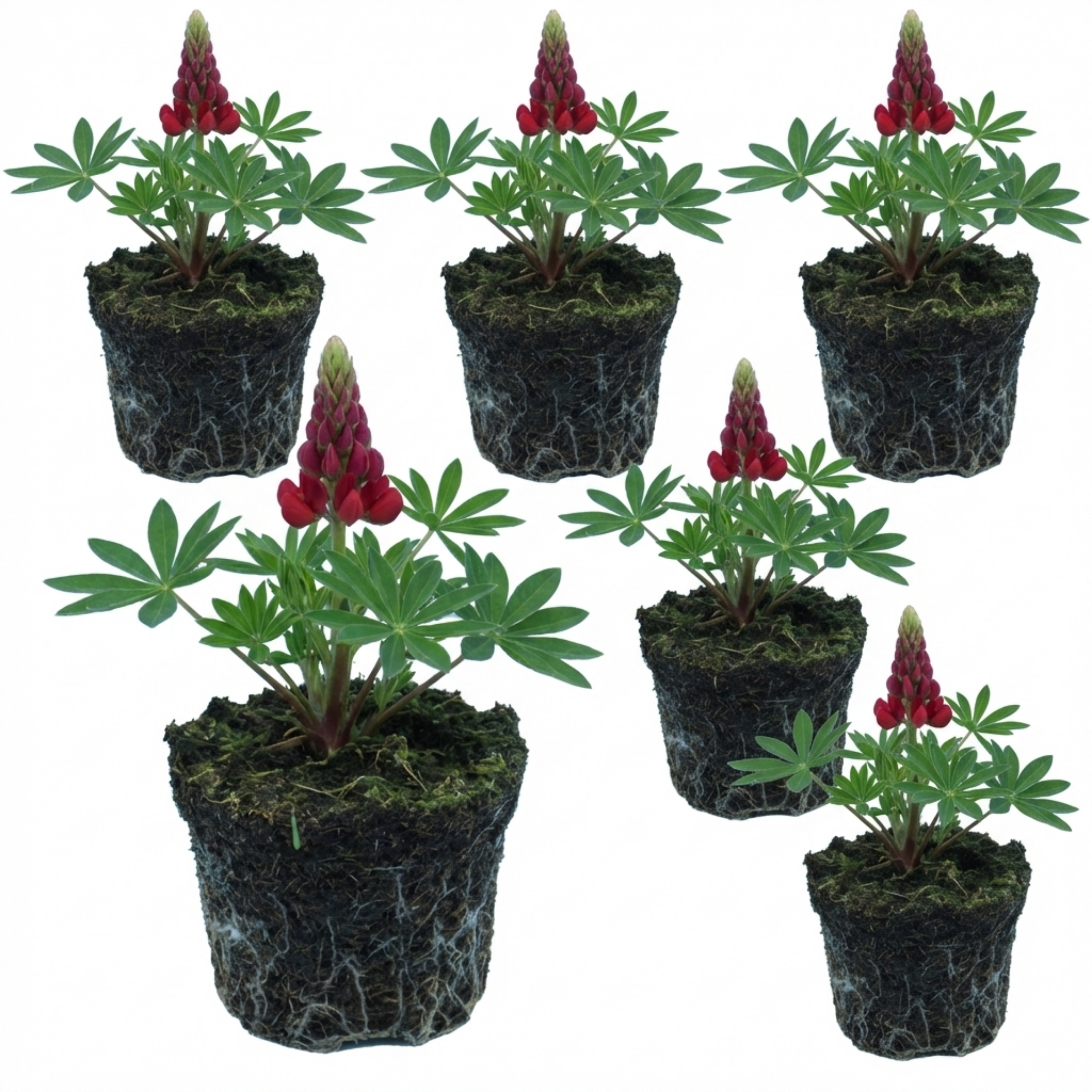 Lupin ‘Legendary Red’ — Herbaceous Perennial, Bee-Friendly, 1L Pot (Set of 3 or 6)