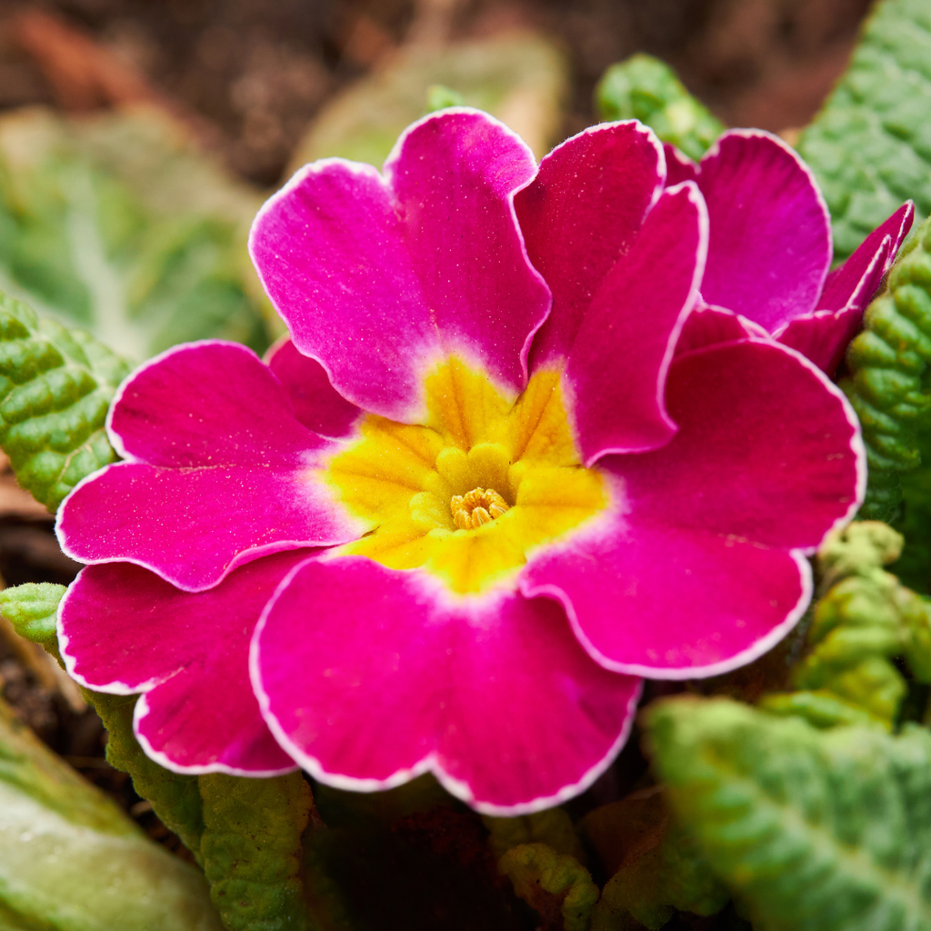 Polyanthus ‘Stella Cherryade’ — Hardy Perennial, 1L Pot