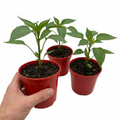 Sweet Pepper 'Thor' — Edible Annual, 10.5cm Pot (Set of 3 or 6)