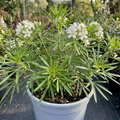 Choisya ‘Greenfingers’ — Evergreen Shrub, Bee-Friendly, 19cm Pot