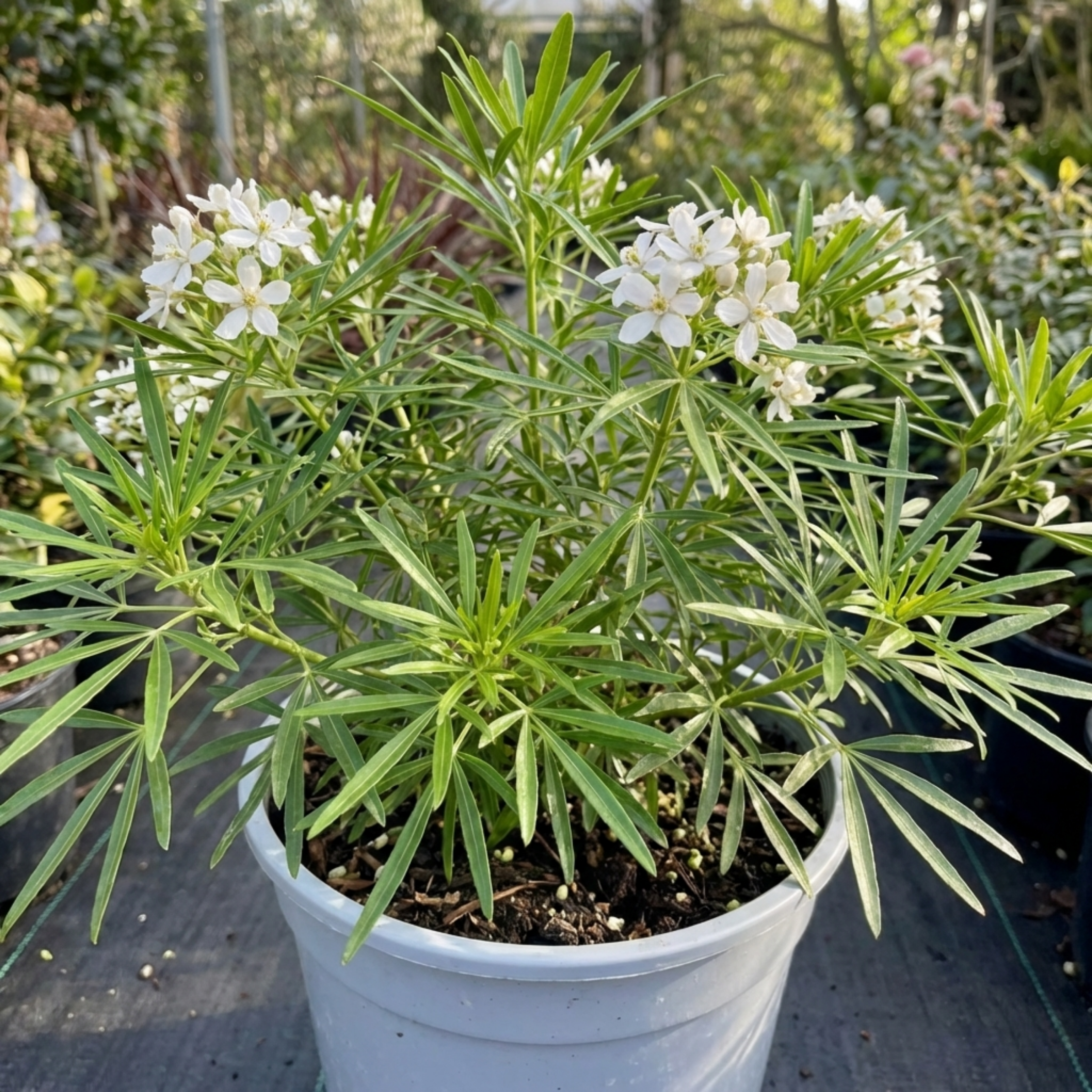 Choisya ‘Greenfingers’ — Evergreen Shrub, Bee-Friendly, 19cm Pot