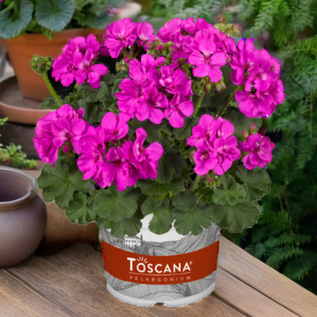 Pelargonium ‘Evi Blue’ — Tender Perennial (grown as bedding), Bee-Friendly, 1L Pot (Set of 3 or 6)