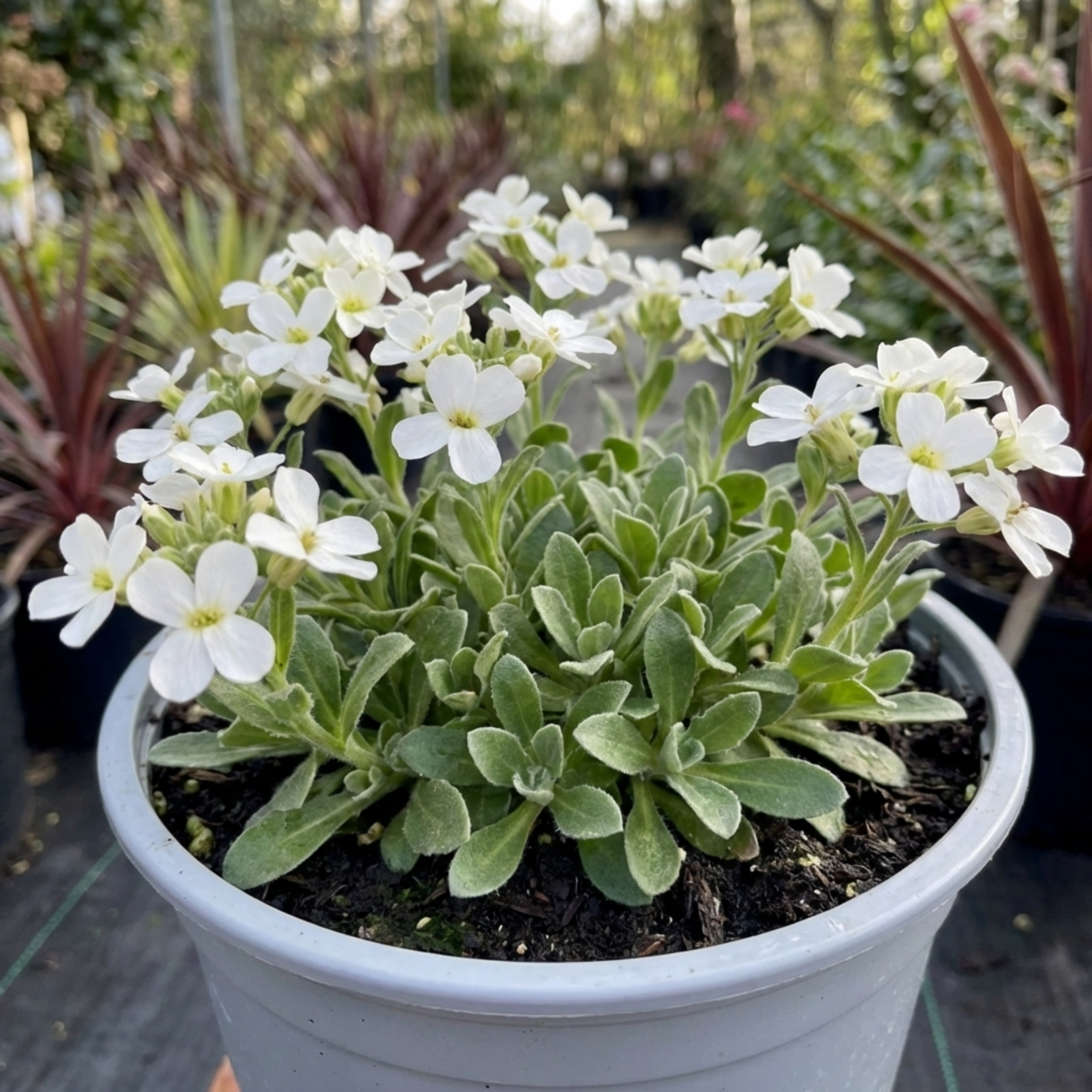 Arabis ‘Aubris White Rockcress’ — Hardy Alpine Evergreen Perennial, Bee-Friendly, 2L Pot