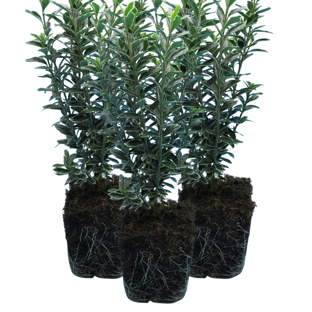 Euonymus 'Microphyllus Albovariegatus' — Hardy Evergreen Shrub, 1L Pot (Set of 3 or 6)