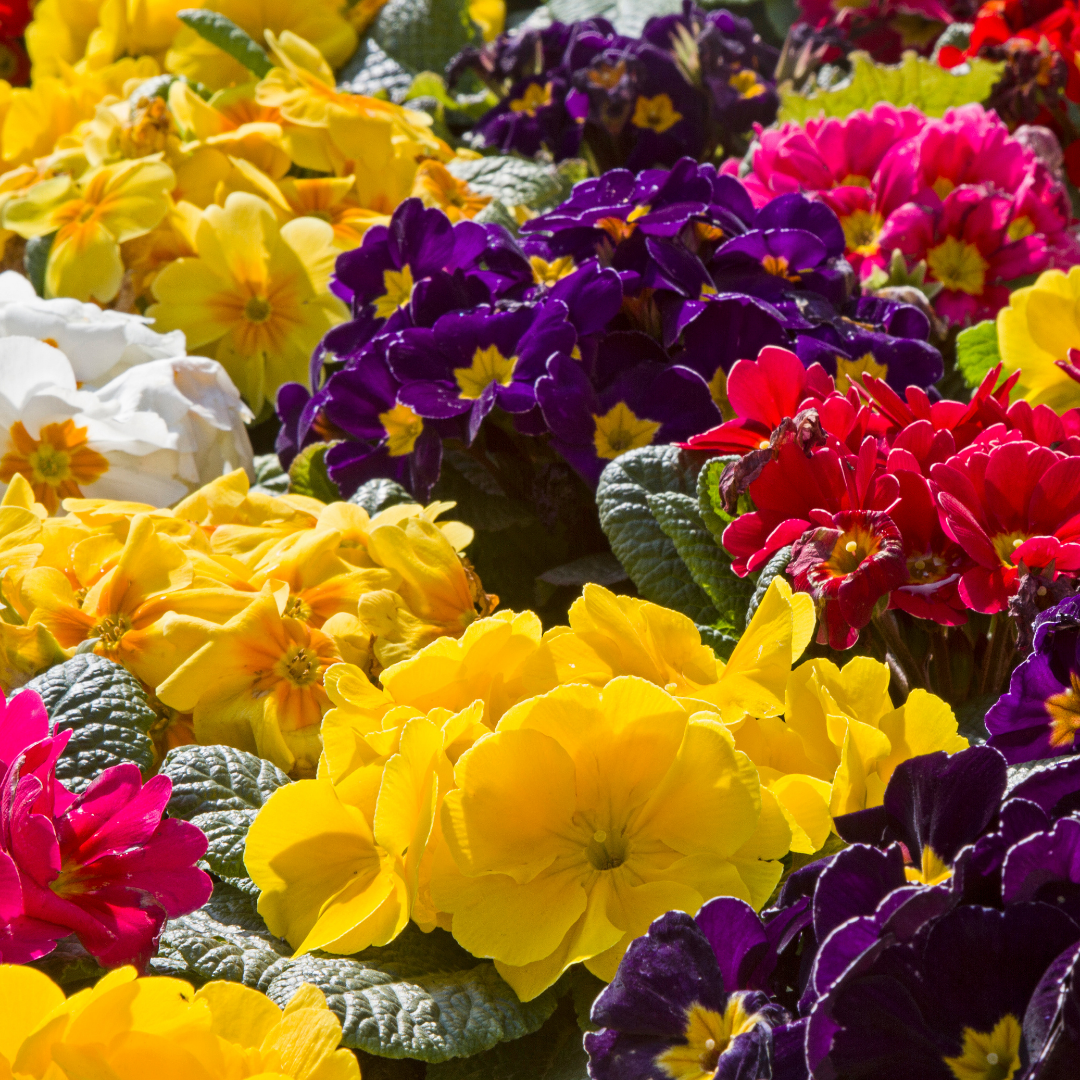 Primrose ‘Growers Selection’ — Hardy Perennial, Bee-Friendly, 10.5cm Pot