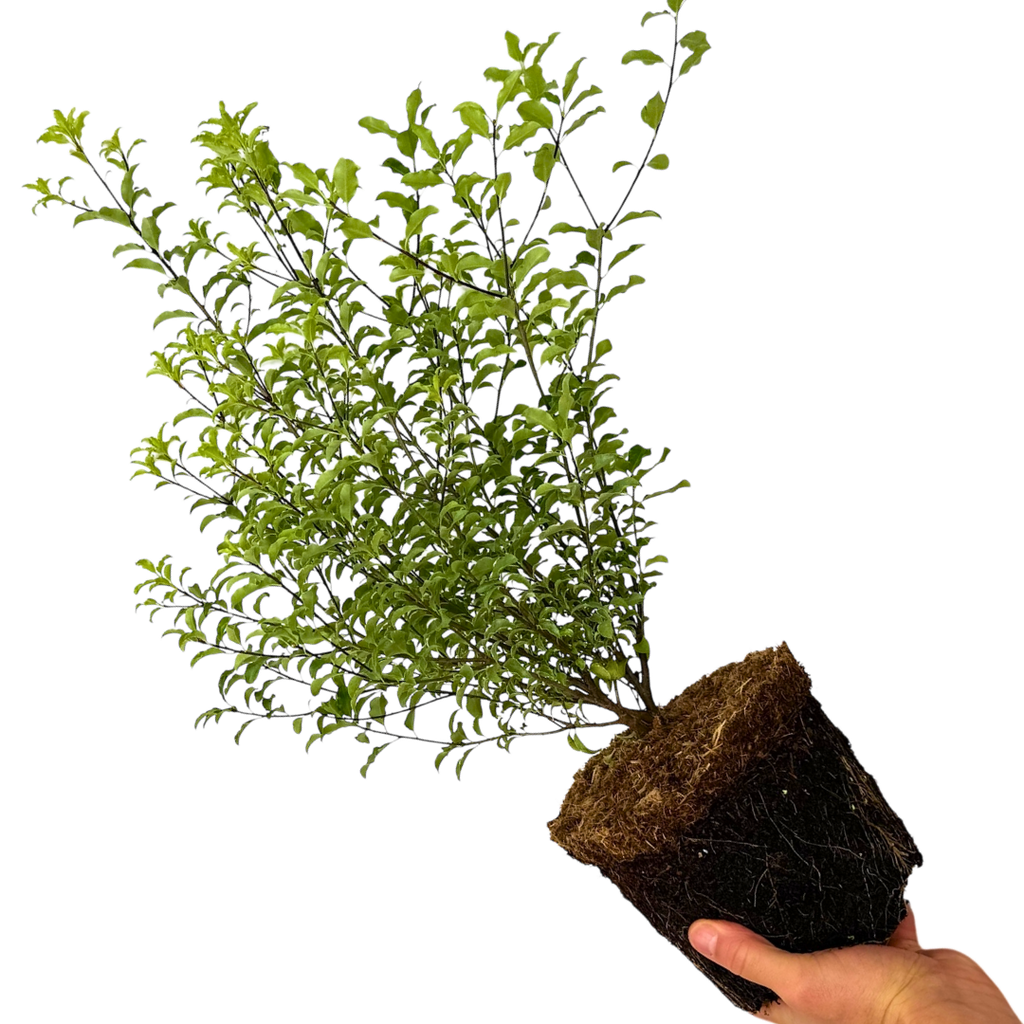 Pittosporum ‘Atlantic Blue’ — Evergreen Shrub, 3L Pot