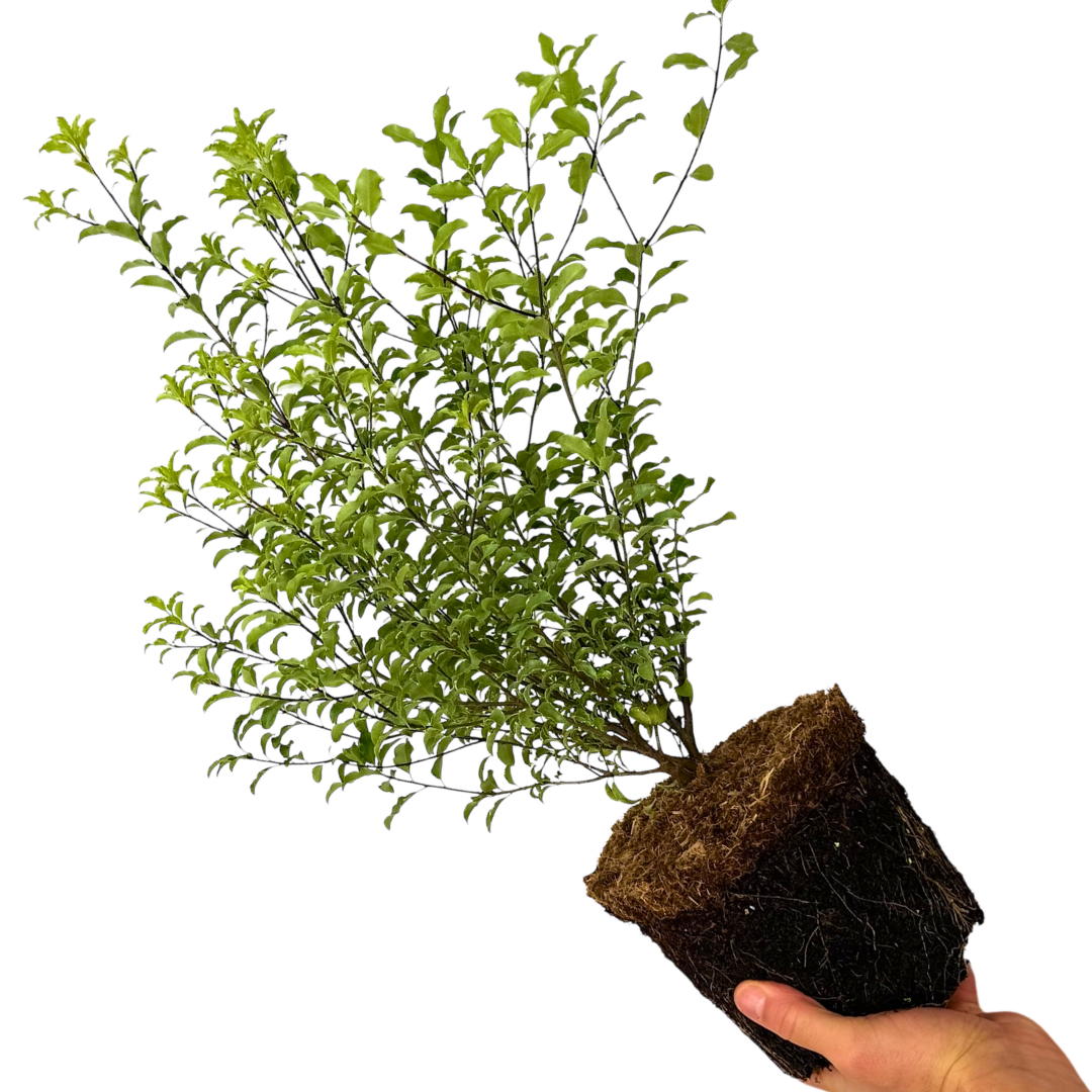 Pittosporum ‘Atlantic Blue’ — Evergreen Shrub, 3L Pot