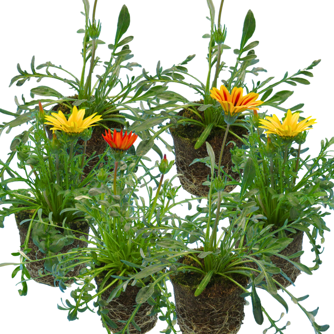 Gazania ‘Kiss Any Colour Mix’ — Hardy Perennial, 1L Pot (Set of 3 or 6)