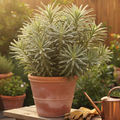Euphorbia ‘Silver Edge’ — Hardy Shrub, 3L Pot