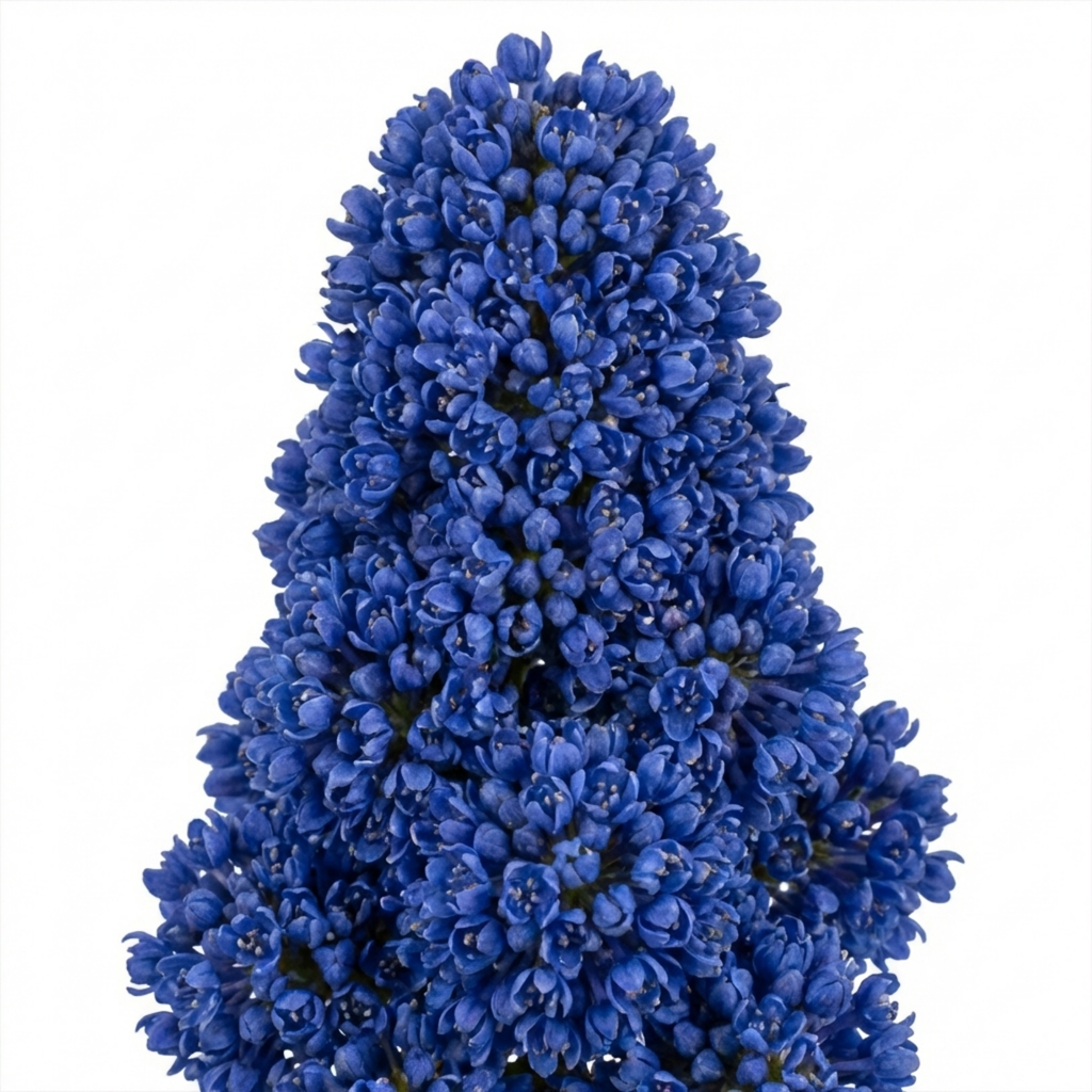 Ceanothus ‘Puget Blue’ — Evergreen Shrub, Bee-Friendly, 3L Pot
