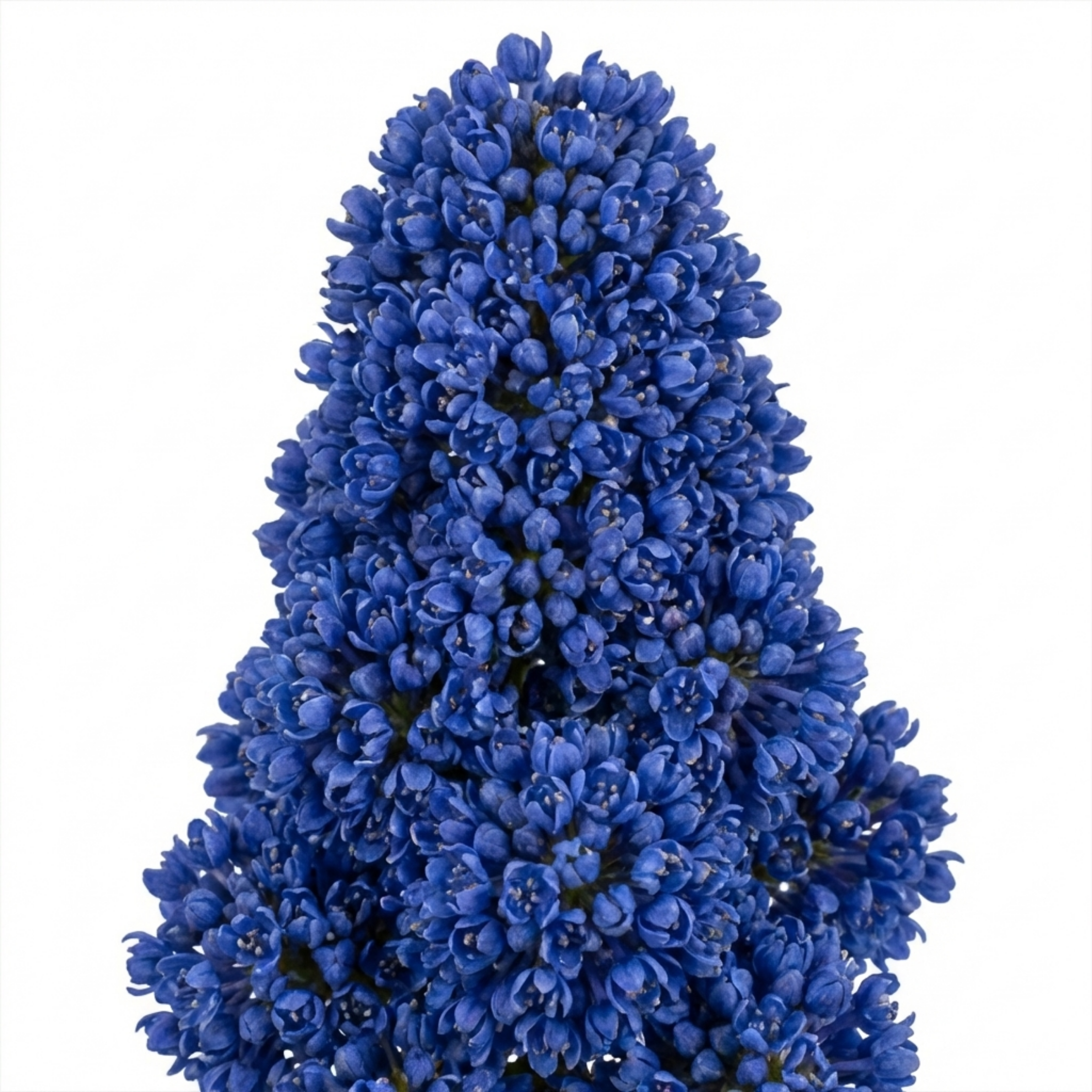 Ceanothus ‘Puget Blue’ — Evergreen Shrub, Bee-Friendly, 3L Pot