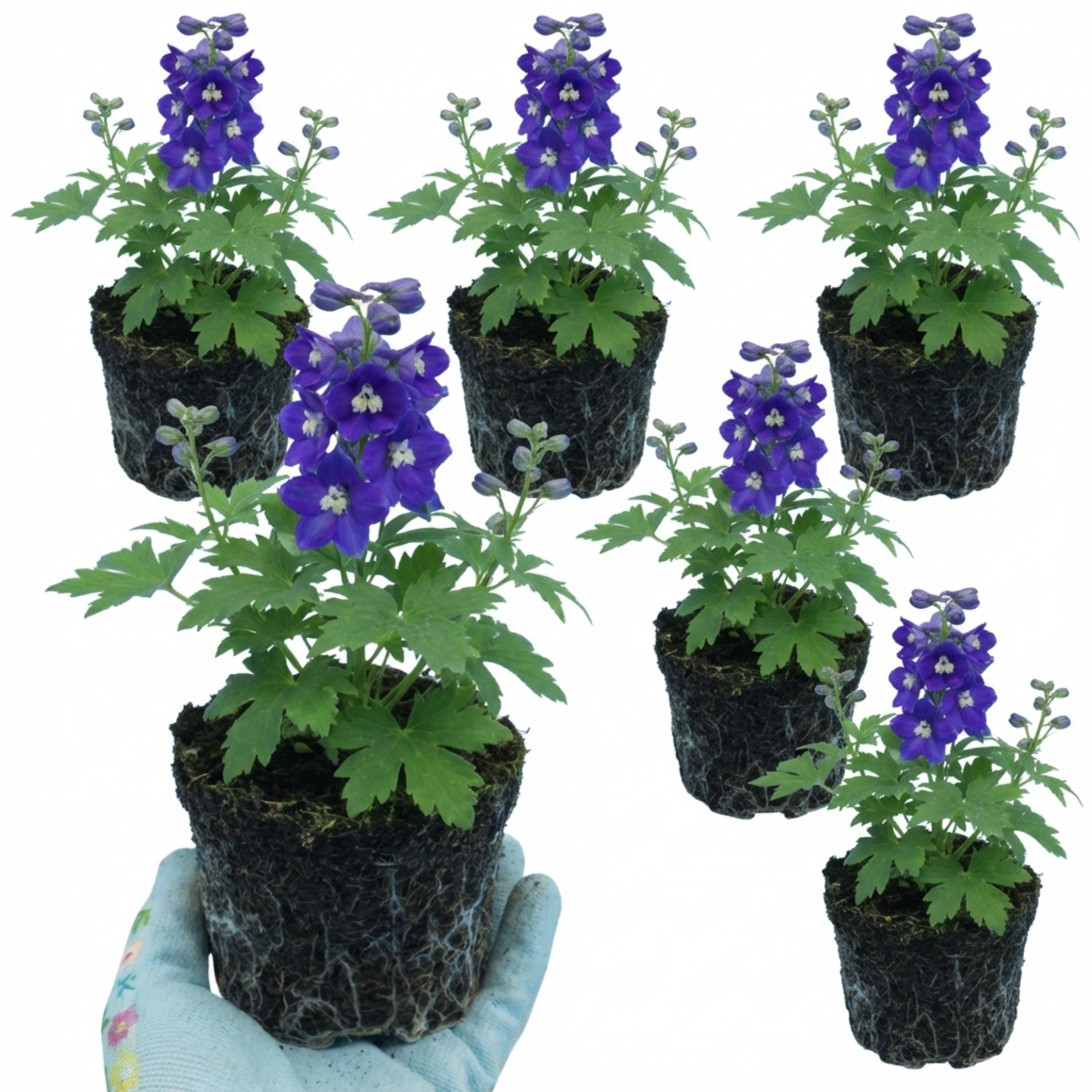 Delphinium ‘Pacific Giants King Arthur’ — Hardy Perennial, Bee-Friendly, 1L Pot (Set of 3 or 6)