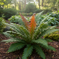 Blechnum ‘Volcano’ — Hardy Perennial, 3L Pot