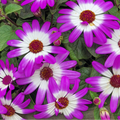 Senetti 'Pink Bicolour' — Bedding Plant, Bee-Friendly, 2L Pot