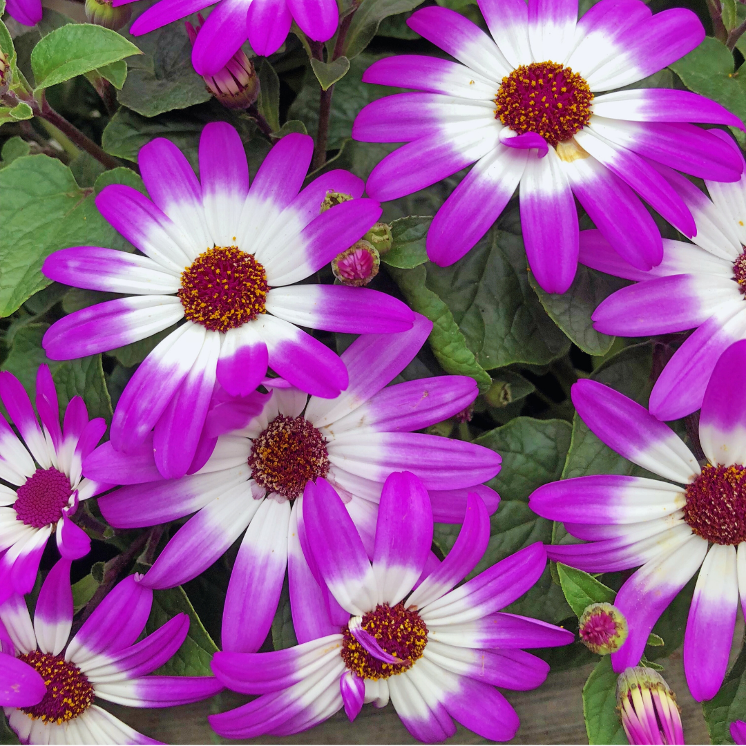 Senetti 'Pink Bicolour' — Bedding Plant, Bee-Friendly, 2L Pot