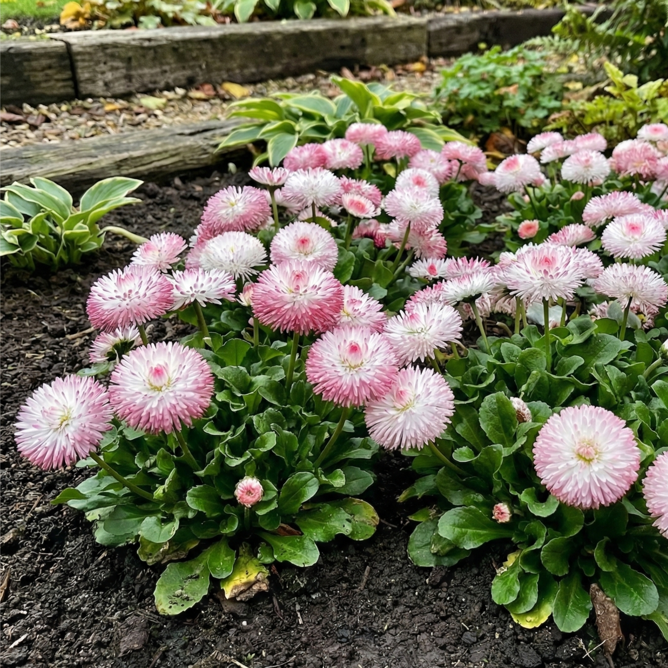 Bellis ‘Habanera Rose’ — Hardy Perennial, 1L Pot