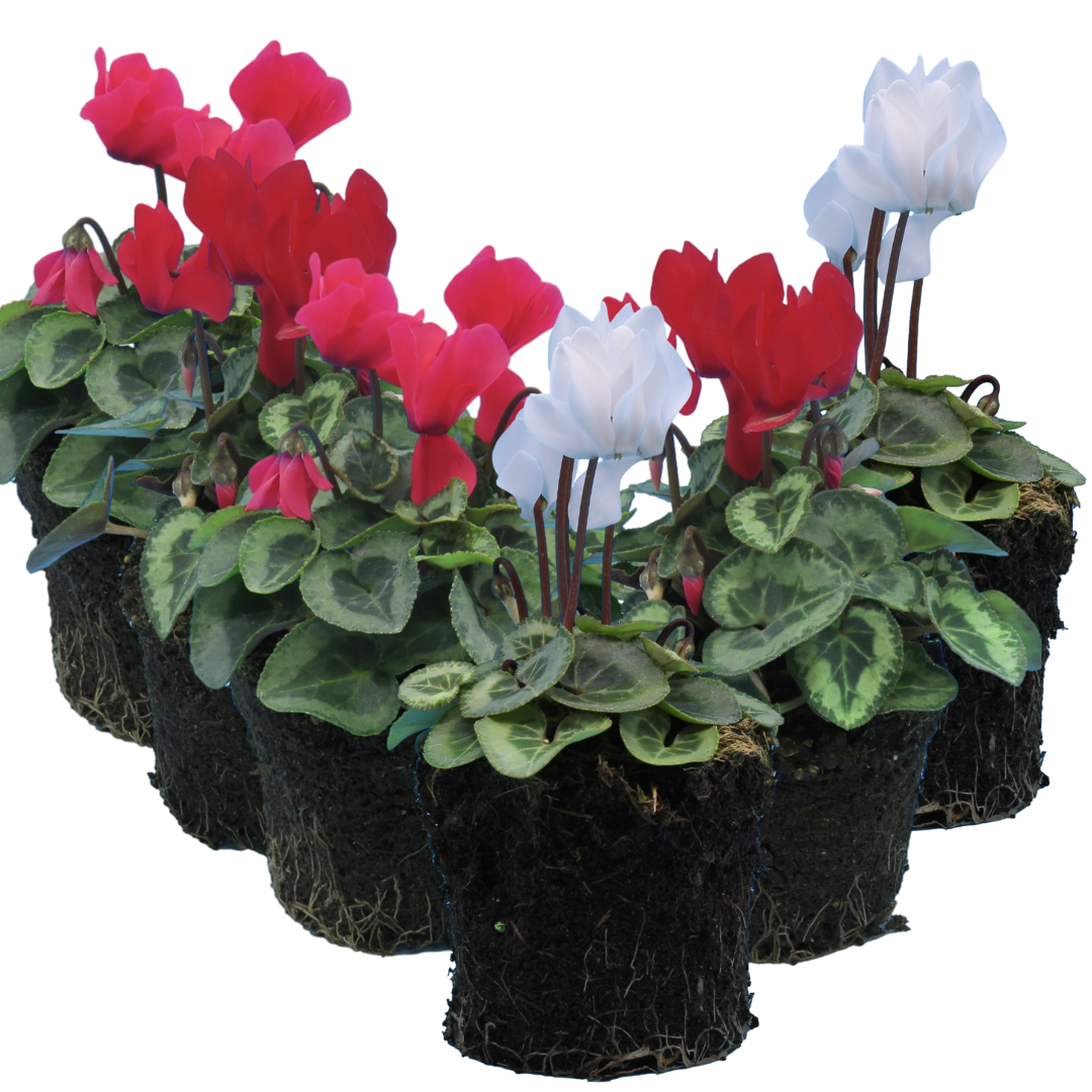 Cyclamen ‘Smartiz Rouge Vif’ — Tender Pot Plant (perennial in mild climates), 10.5cm Pot (Set of 3 or 6)