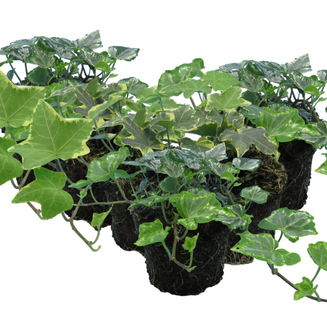 Hedera 'Growers Selection' — Hardy Evergreen Climber Mix, 10.5cm Pot (Set of 3)