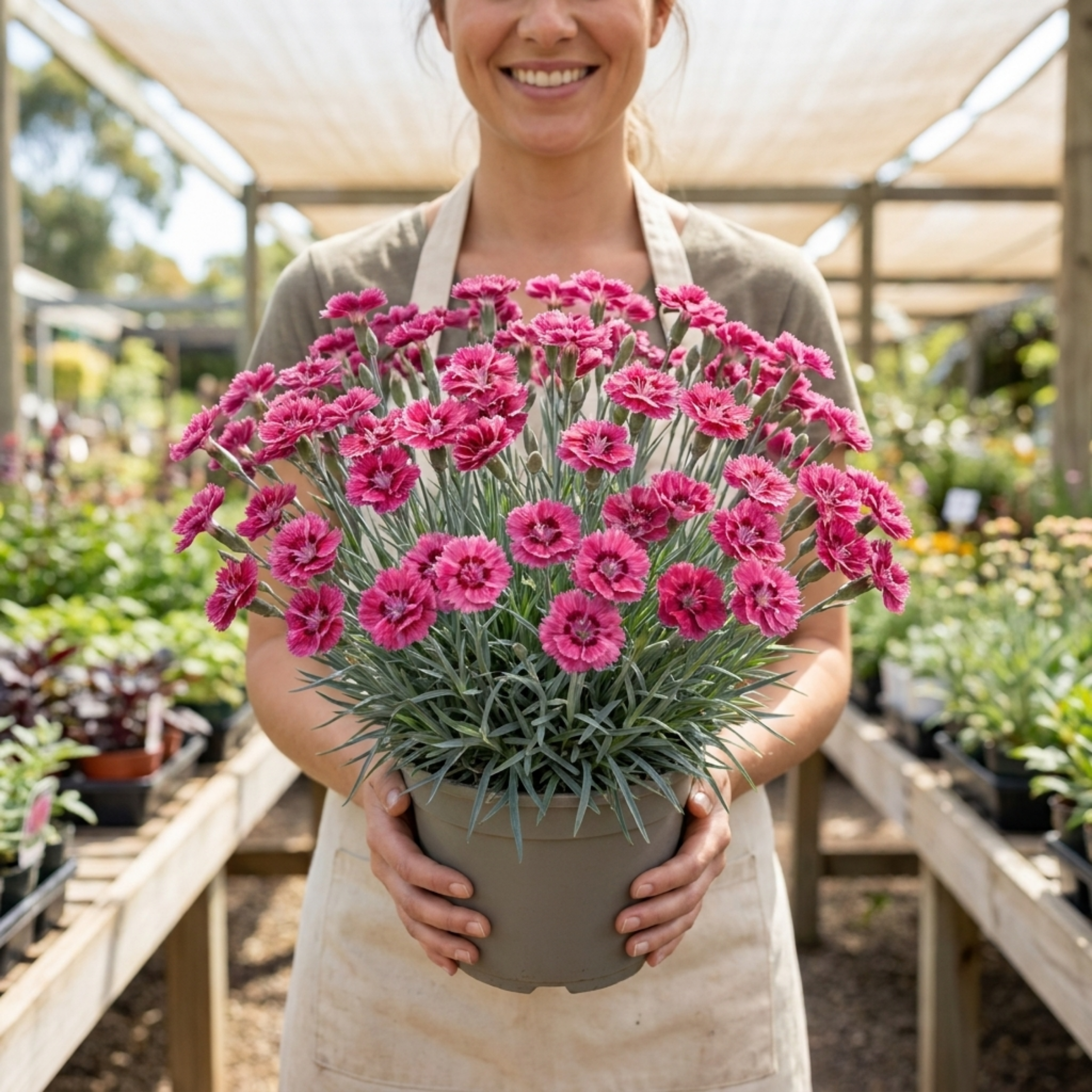 Dianthus ‘Sugar Raspberry’ — Hardy Evergreen Perennial, Bee-Friendly, 17cm Pot