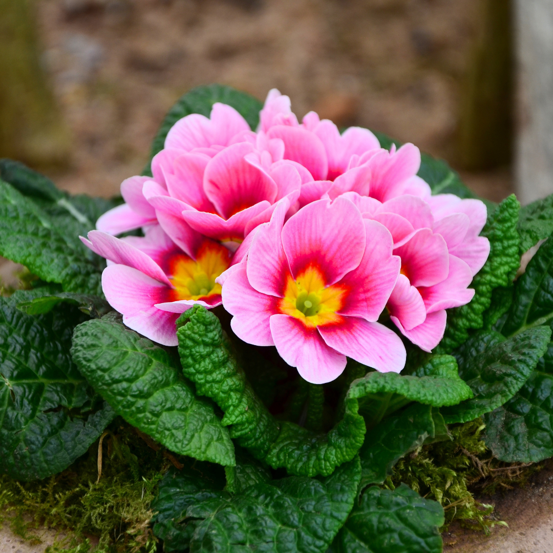 Primrose ‘Appleblossom’ — Hardy Perennial, Bee-Friendly, 10.5cm Pot