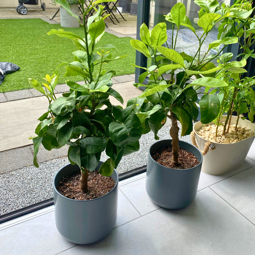Mini Lemon Tree (Citrus × limon) — Tender Evergreen Fruit Tree, 15cm Pot