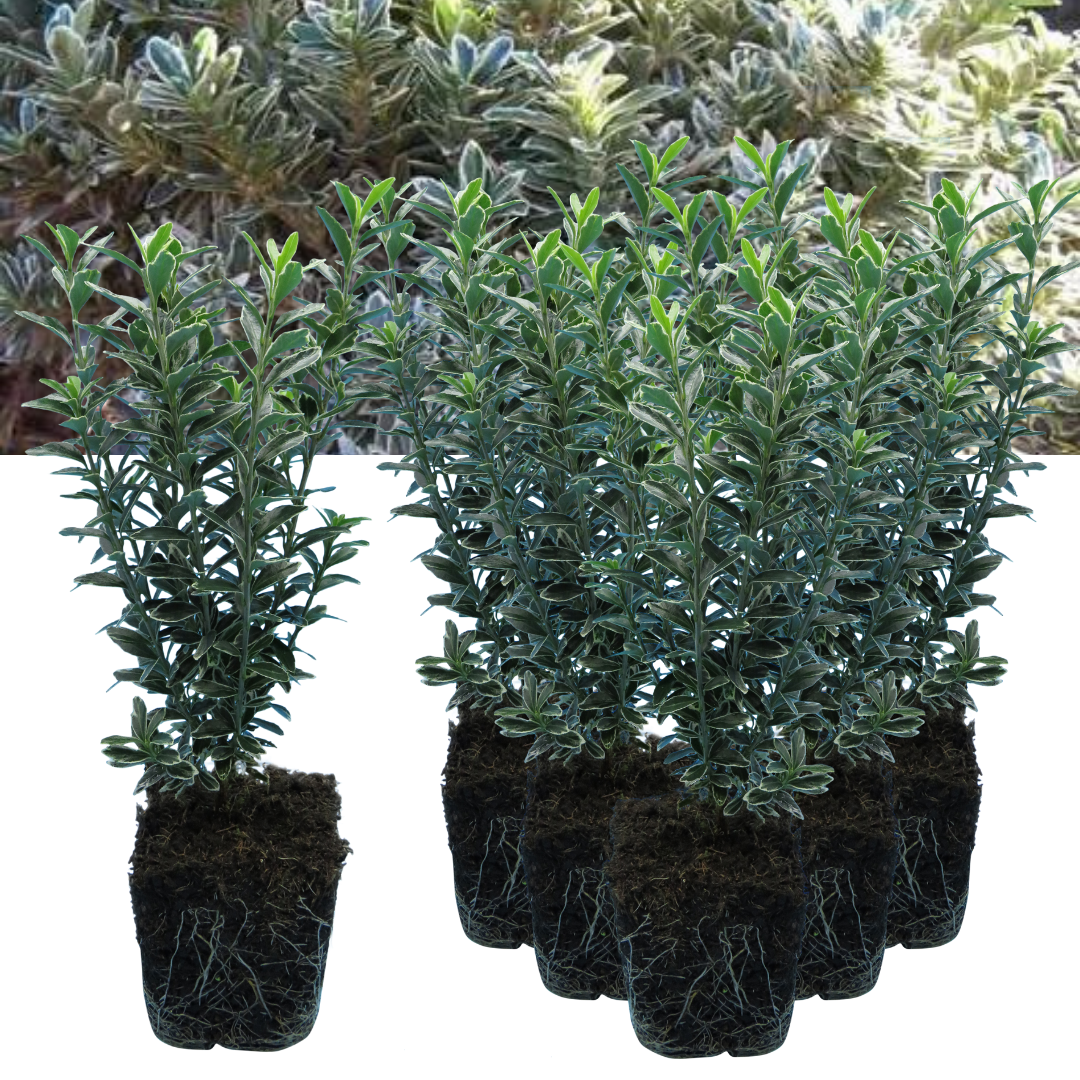 Euonymus 'Microphyllus Albovariegatus' — Hardy Evergreen Shrub, 1L Pot (Set of 3 or 6)