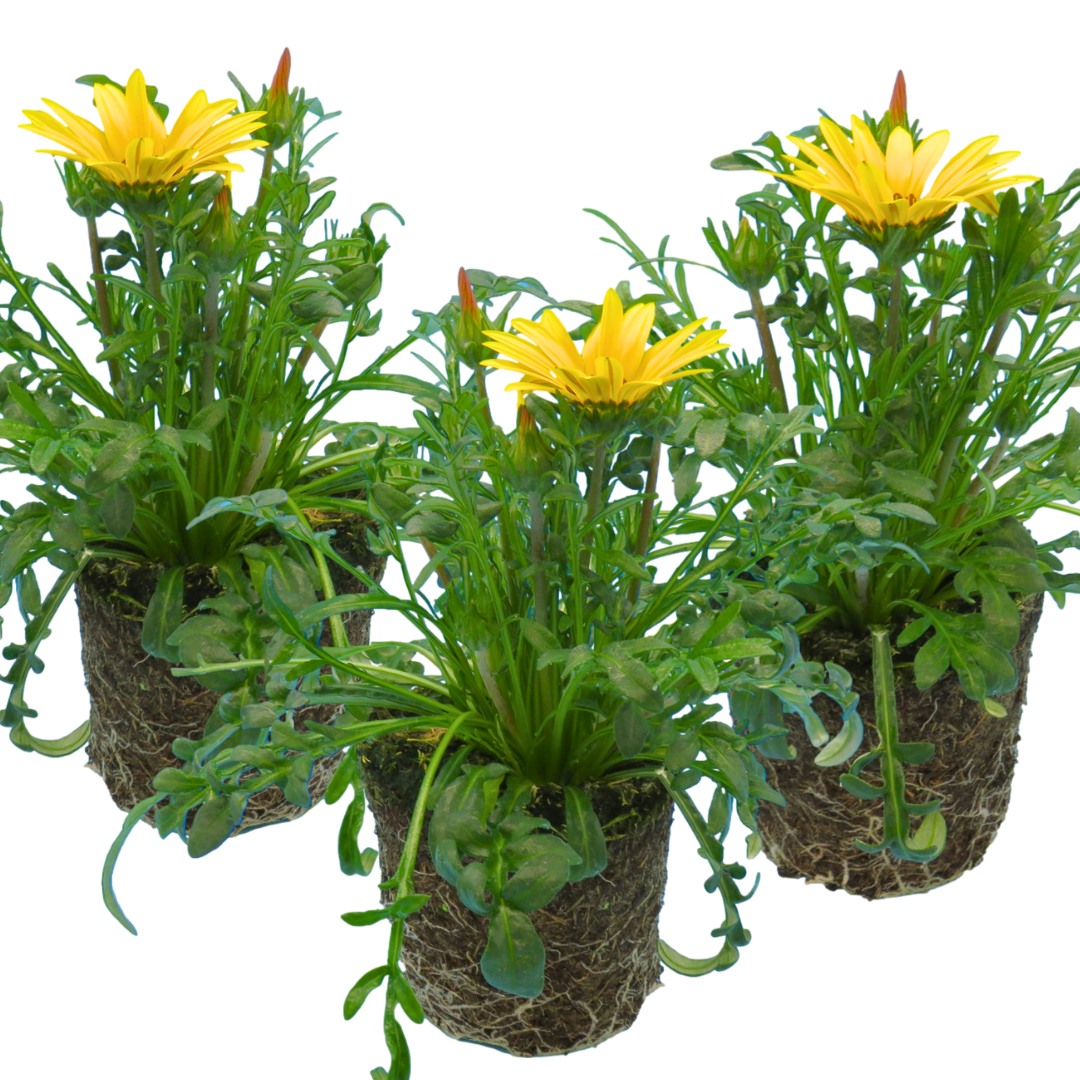 Gazania ‘Kiss Yellow Improved’ — Hardy Perennial, 1L Pot (Set of 3 or 6)