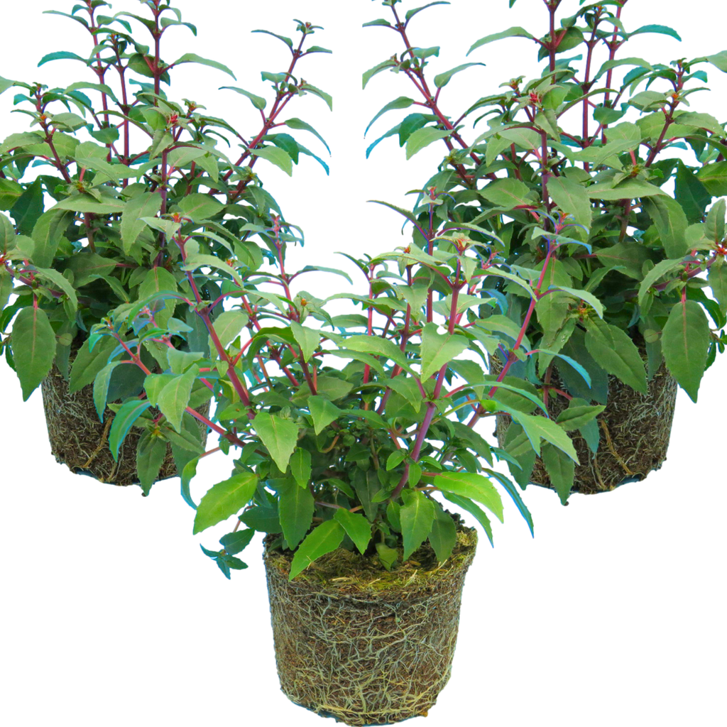 Fuchsia ‘Diva Cherry and White’ — Hardy Perennial, Bee-Friendly, 1L Pot