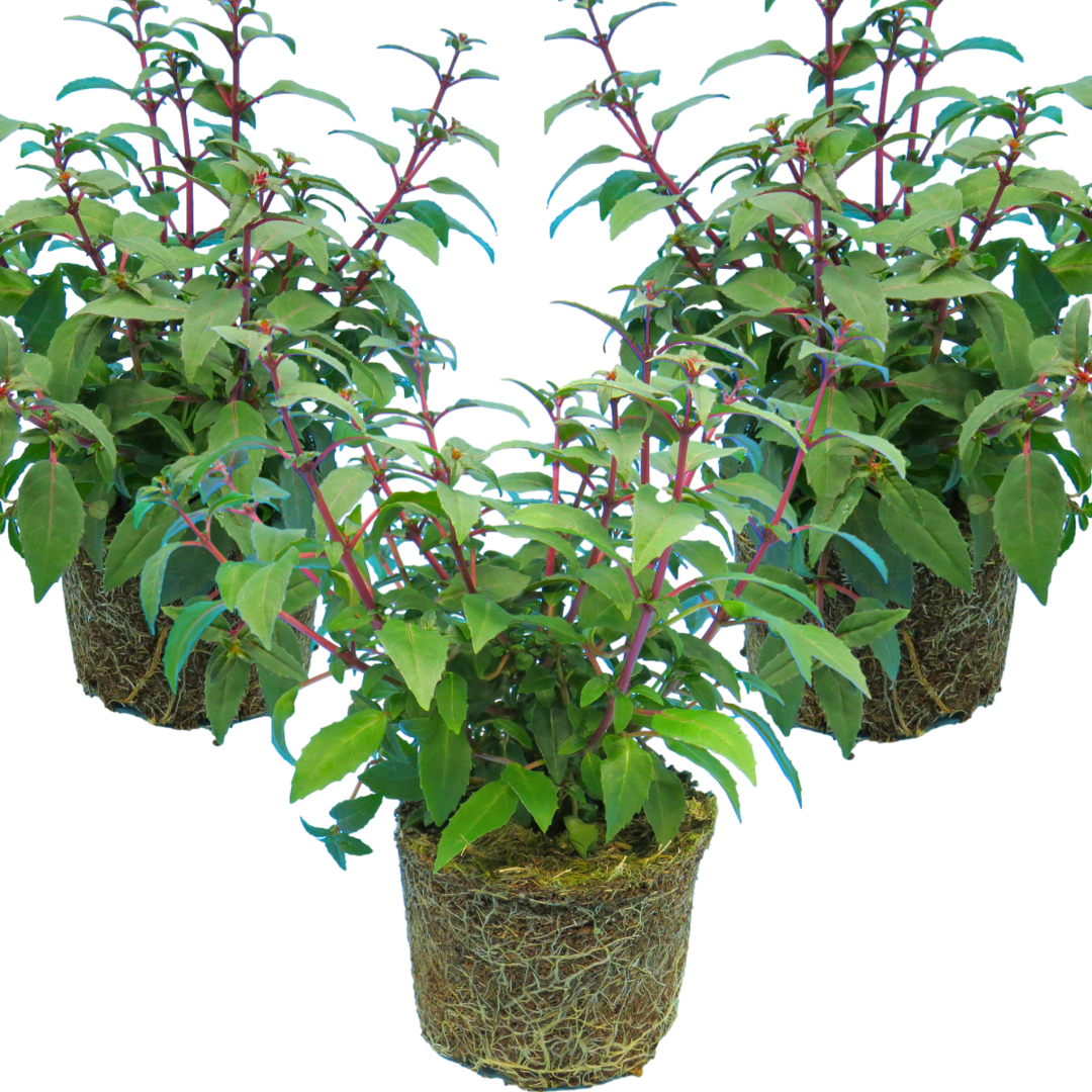 Fuchsia ‘Diva Cherry and White’ — Hardy Perennial, Bee-Friendly, 1L Pot