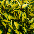 Elaeagnus ‘Ebbingei Maryline’ — Hardy Perennial, 3L Pot