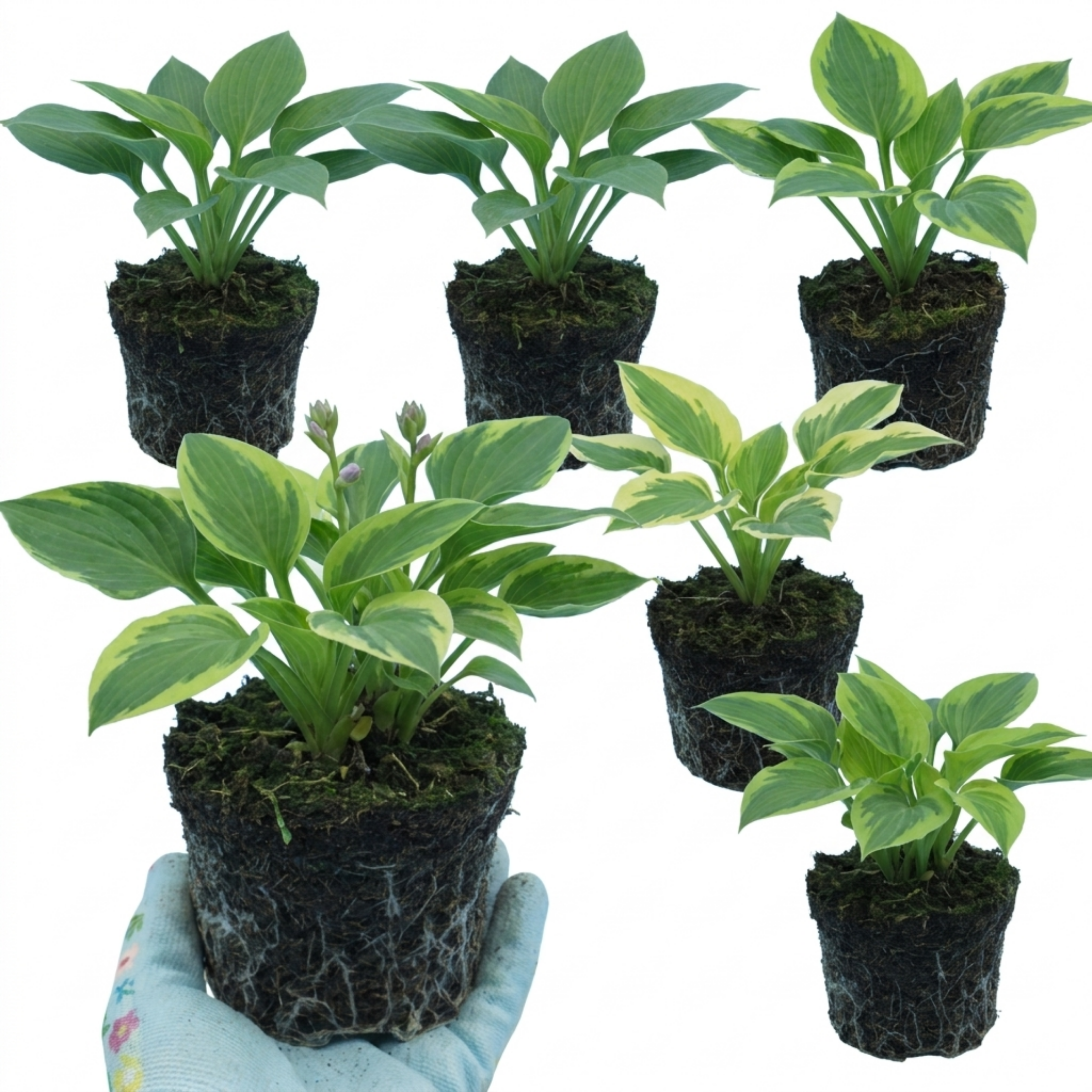 Hosta ‘Growers' Mix’ — Herbaceous Perennial, Bee-Friendly, 1L Pot (Set of 3 or 6)