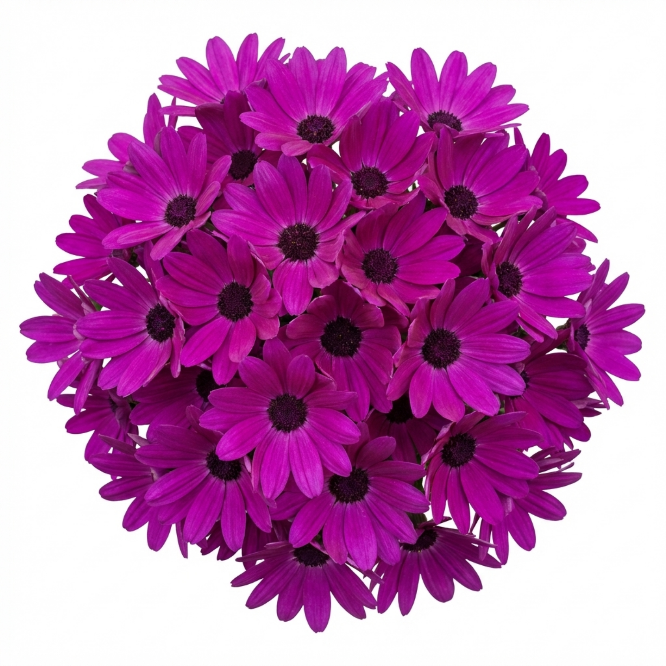 Senetti ‘Magenta Pericallis Daisy’ — Bedding Plant, Bee-Friendly, 6.5L Pot