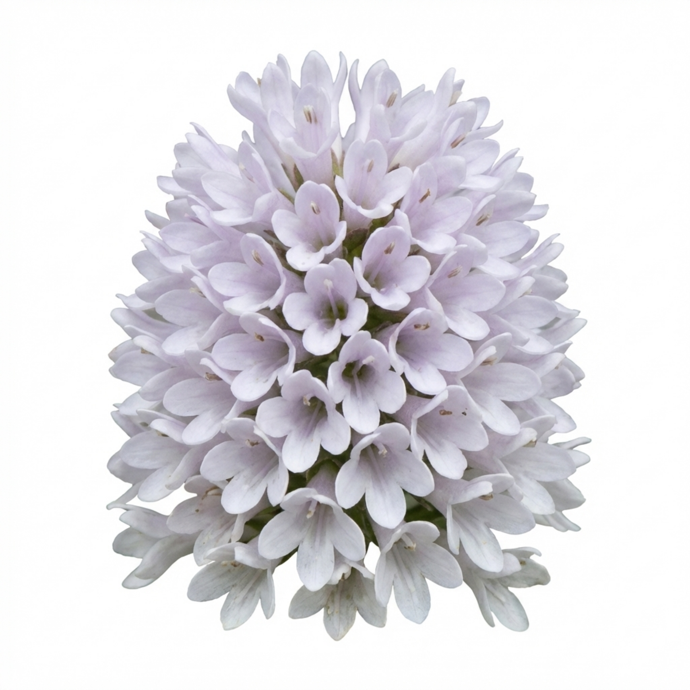 Hebe ‘Sutherlandii’ — Hardy Evergreen Shrub, Bee-Friendly, 1L Pot (Set of 3 or 6)