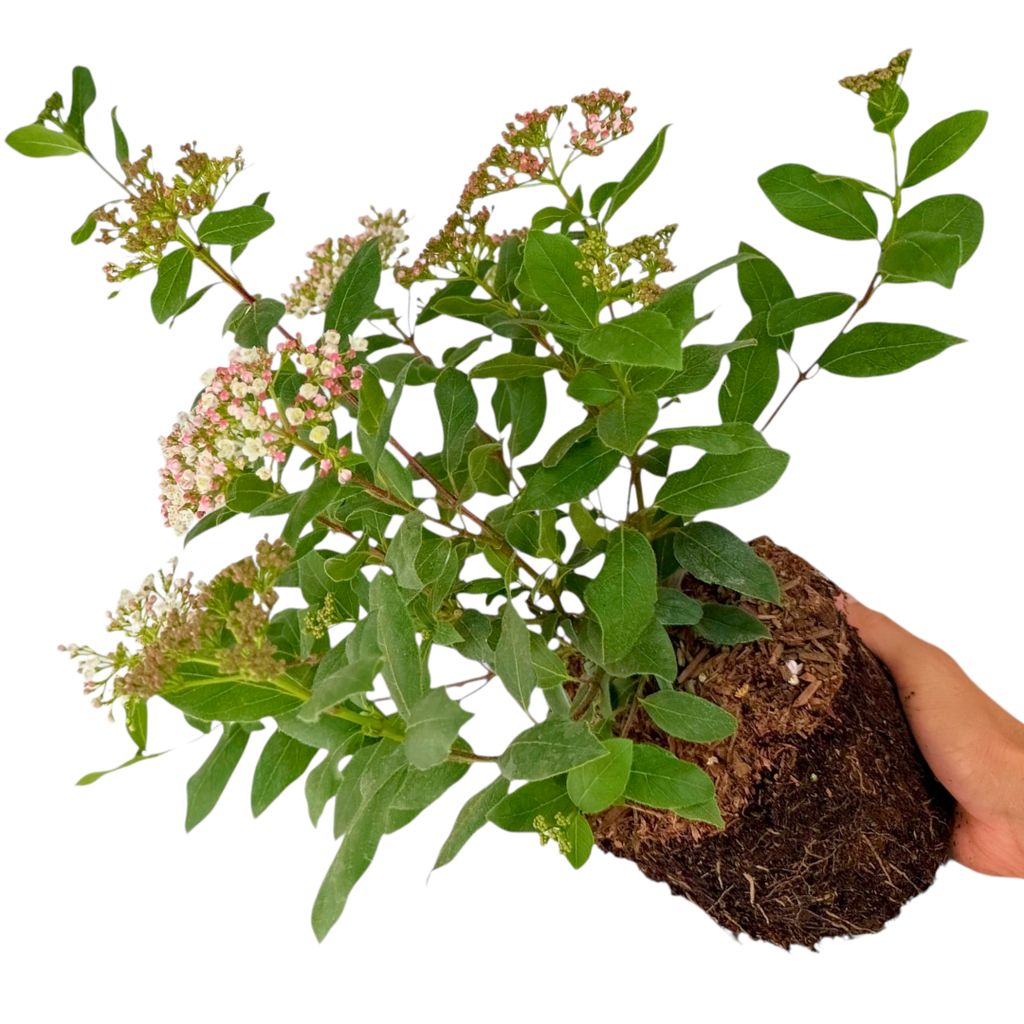 Viburnum ‘Tinus’ — Hardy Shrub, 19cm Pot