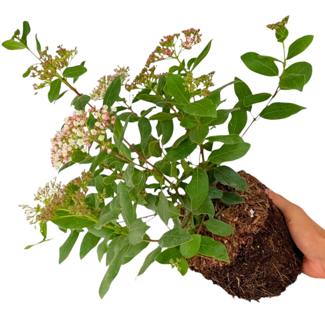 Viburnum ‘Tinus’ — Hardy Shrub, 19cm Pot
