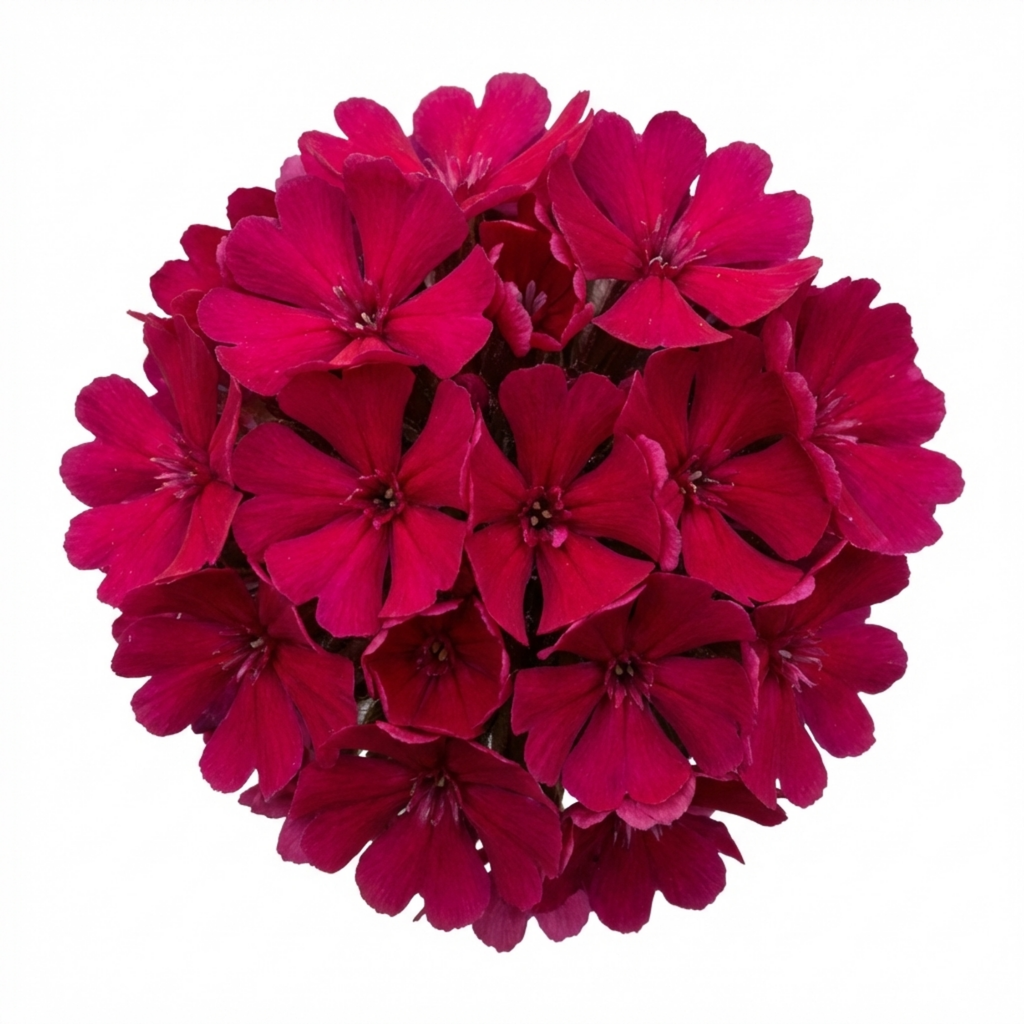 Lychnis ‘Atrosanguinea’ — Hardy Perennial, Bee-Friendly, 1L Pot (Set of 3 or 6)