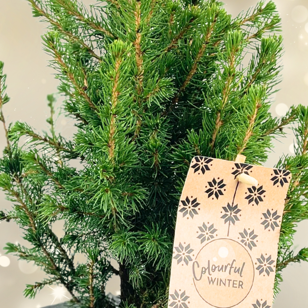 Mini Christmas Tree in White Pot with Star — Festive Live Conifer, 2L Pot