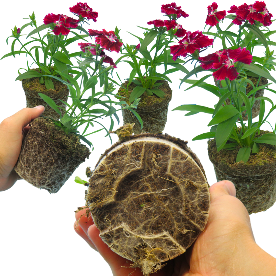 Dianthus ‘Festival Deep Red’ — Hardy Short-Lived Perennial (often grown as biennial), Bee-Friendly, 10.5cm Pot (Set of 3 or 6)