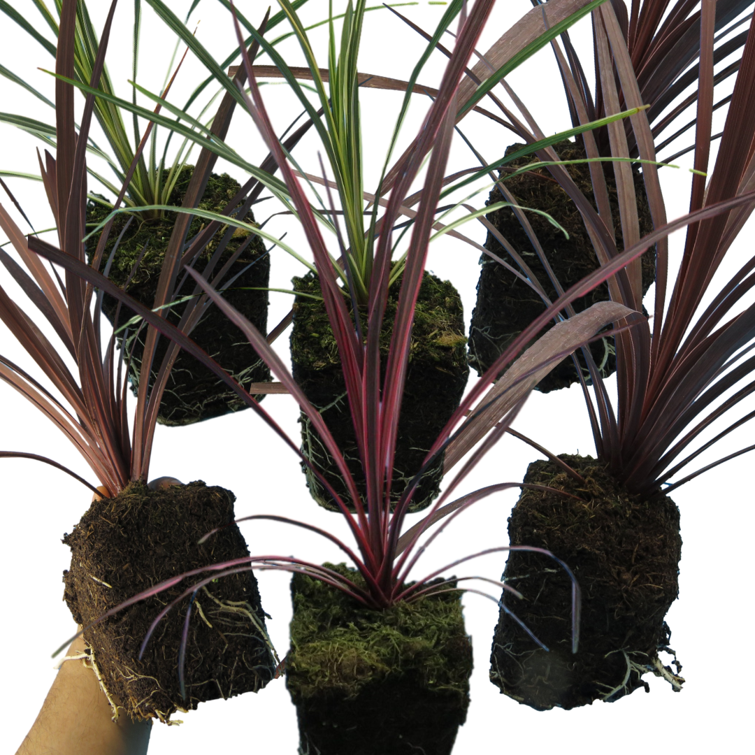 Cordyline Collection — Curated 3-Plant Set (Red Star, Charlie Boy, Torbay Dazzler), 1L Pots