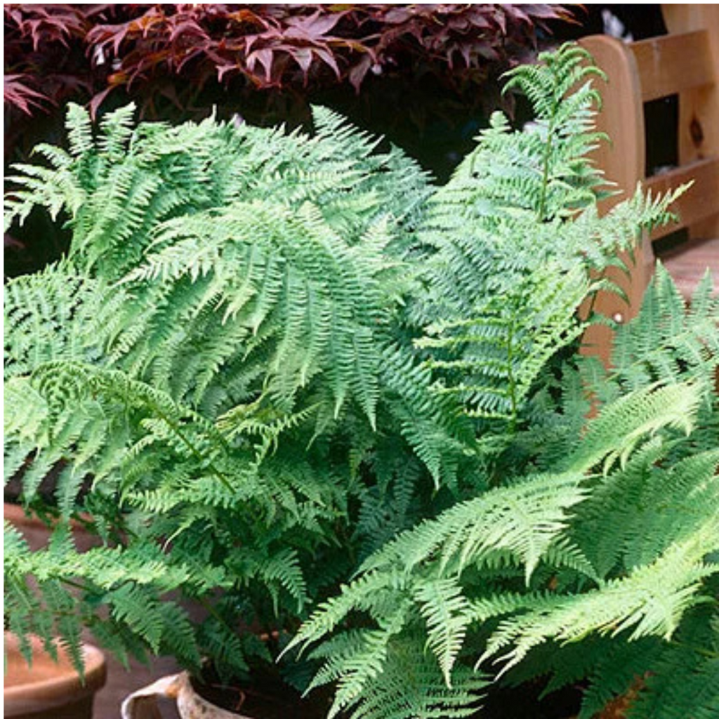 Dryopteris ‘Male Fern’ — Hardy Deciduous Fern, 1L Pot (Set of 3 or 6)