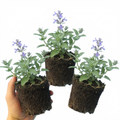 Nepeta faassenii — Catmint, Hardy Perennial, Bee-Friendly, 1L Pot (Set of 3 or 6)