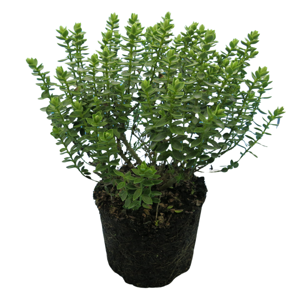 Hebe ‘Little Leaves Grey’ — Hardy Shrub, 2L Pot